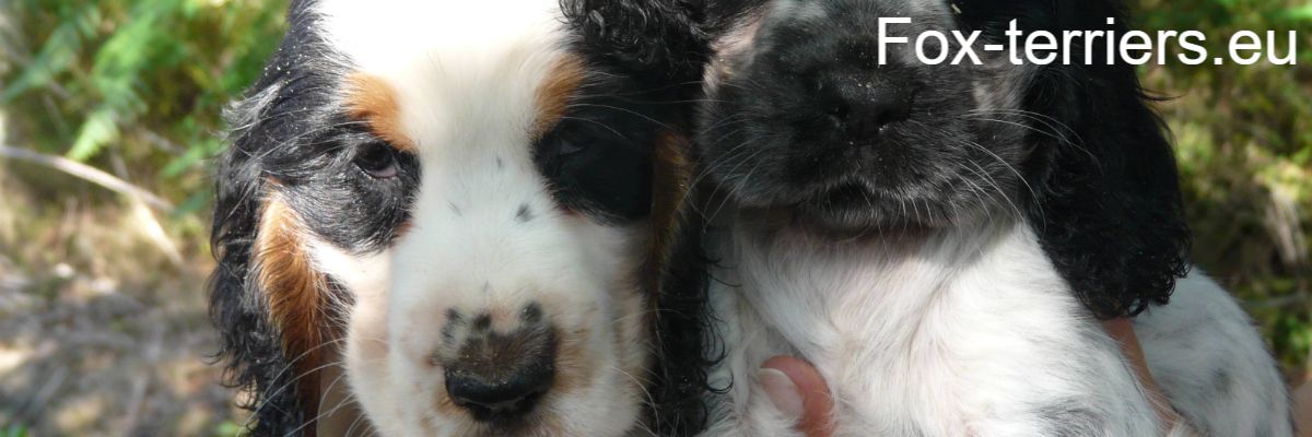 fox-terriers.eu